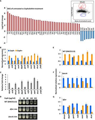 Small RNA-modulated anaerobic respiration allows bacteria to survive under antibiotic stress conditions